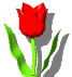 une tulipe